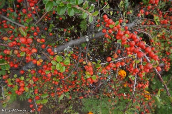 ツゲのように硬そうな低木に小さな赤い実。
