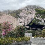 大光寺の桜　八王子　高尾界隈