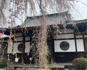 高楽寺のしだれ桜